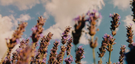 L'Occitane Respecting Biodiversity