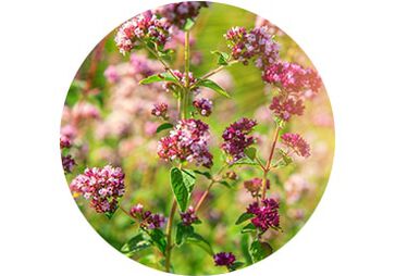 Marjoram Extract