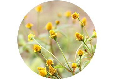 Acmella Oleacera Extract