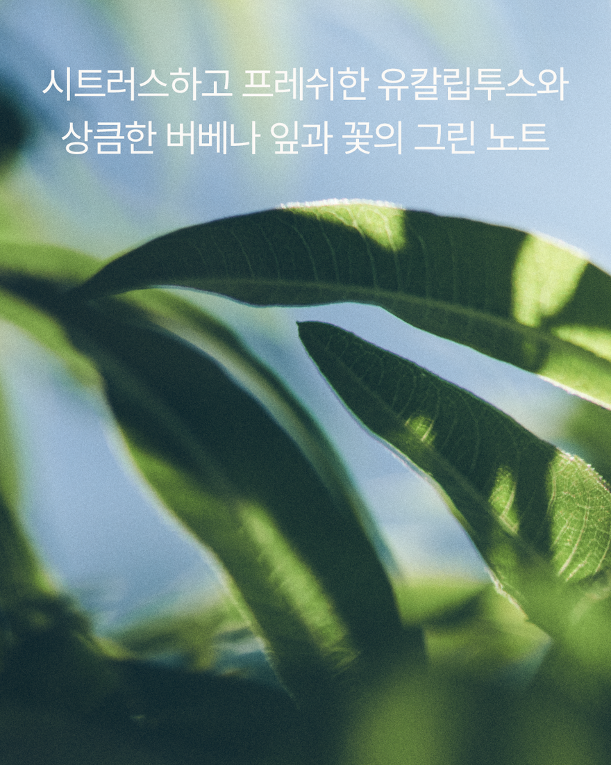 대표 이미지 7/7, 시어 버베나 리퀴드 핸드 솝 (카리테 콩포르), , KRRECT